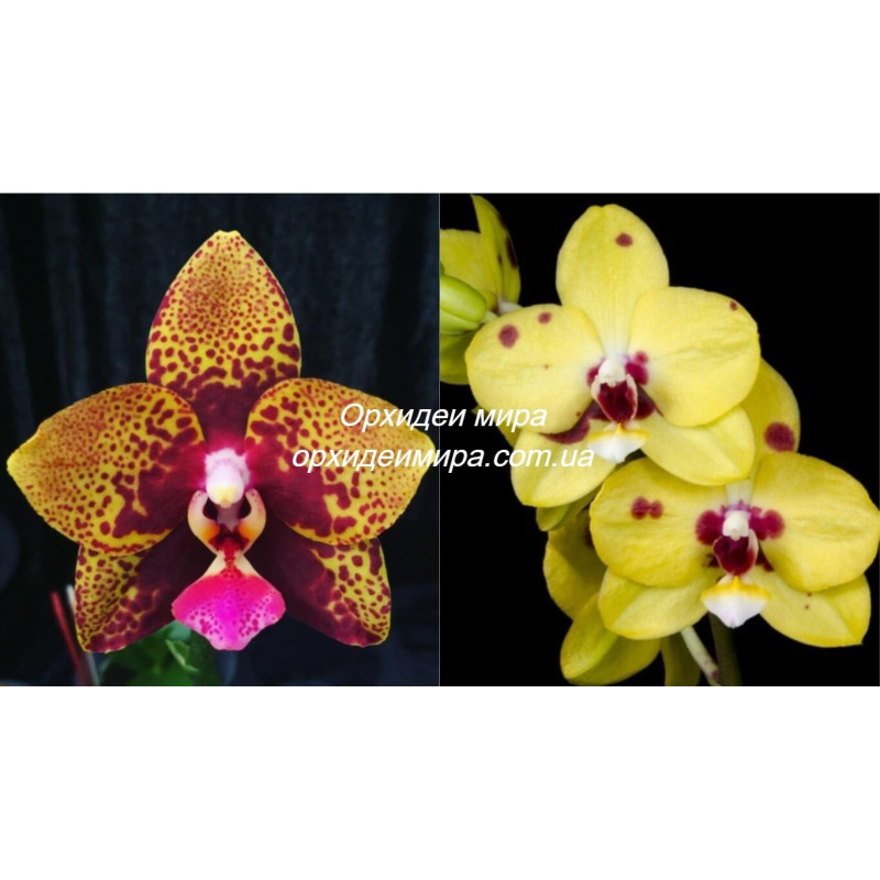 Орхiдея Phal. Zheng Min Anaconda x Lioulin Goldfinch - купити